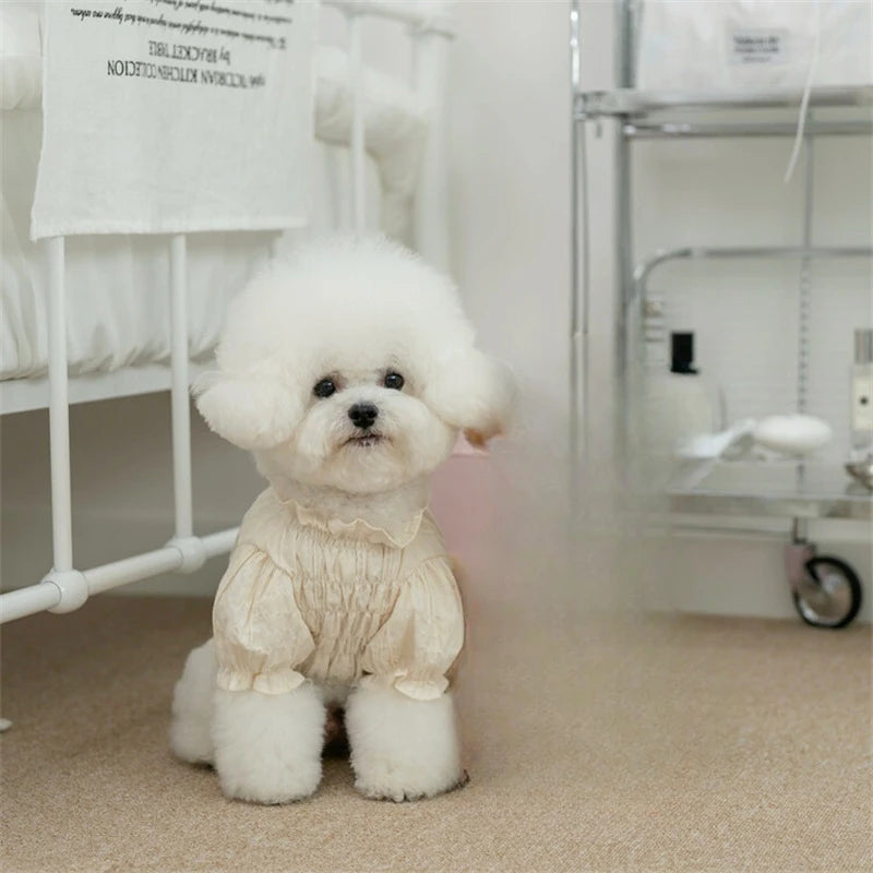 White dog wearing a beige outfit in a room with white furniture.