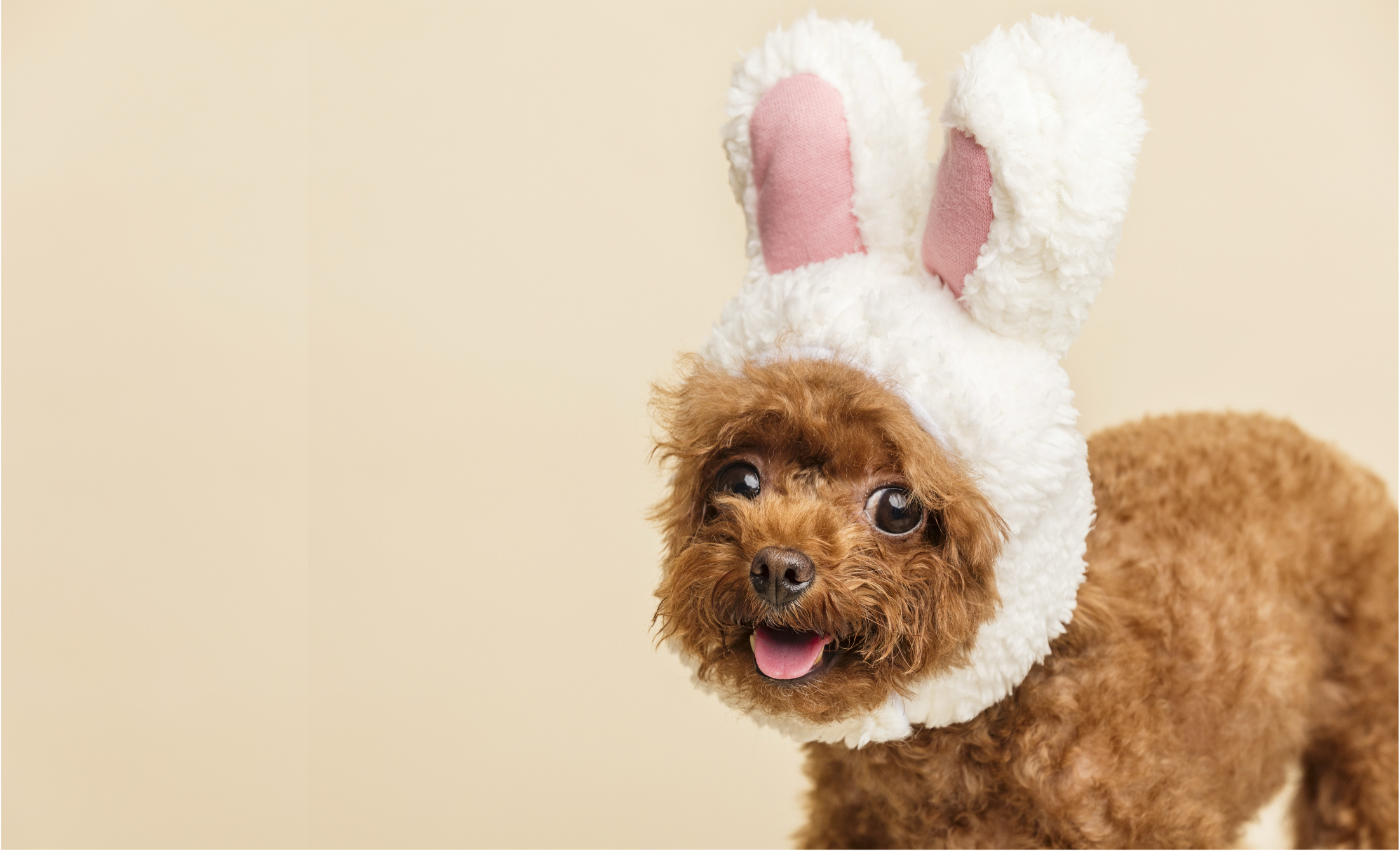 Dog wearing a bunny costume with white ears and pink interior on a beige background